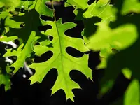 Northern Red Oak Tree