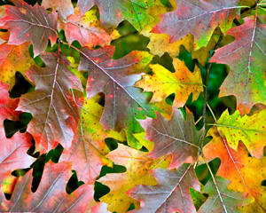 Northern Red Oak Tree