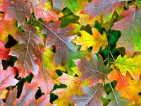 Northern Red Oak Tree