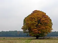 Southern Red Oak Tree