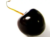 Black Tartarian Cherry Tree