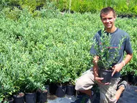 Austin Blueberry Plant