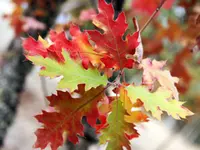 Cherrybark Oak Tree