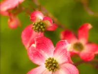 Cornus florida rubra 'Indian Princess' Pink Dogwood