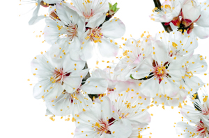 Weeping Snow Fountain Flowering Cherry