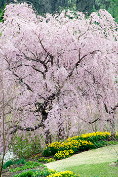Weeping Snow Fountain Flowering Cherry