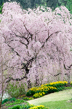 snow fountain weeping cherry trees