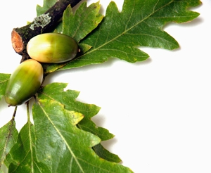 Chinkapin Oak Tree