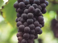 Black Spanish Southern Grape Vine
