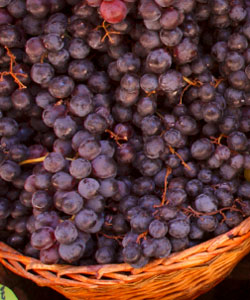 Black Spanish Southern Wine Grape Vine