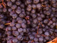 Black Spanish Southern Grape Vine