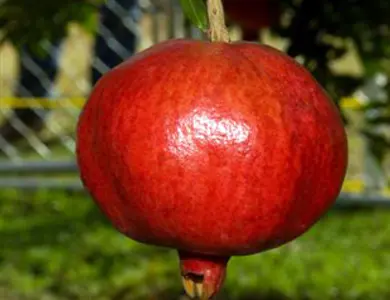 Angel Red Pomegranate Tree