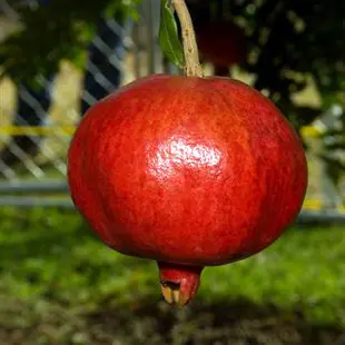 Angel Red Pomegranate Tree