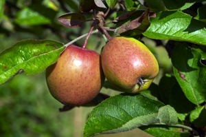 Apple Seedlings