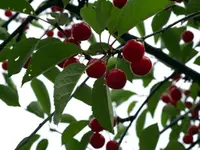 Sand Cherry Tree