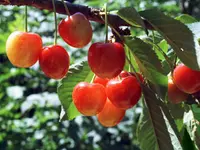 Kansas Sweet Cherry Tree