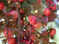 American Plum Seedling