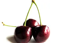 Mona Cherry Tree