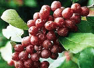 Cherry Elaeagnus