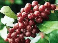Cherry Elaeagnus