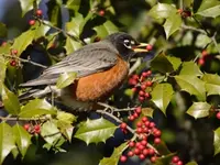 American Holly