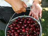 Mona Cherry Tree