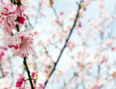 Peppermint Flowering Peach Tree