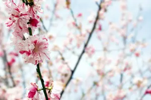 Peppermint Flowering Peach Tree