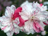 Peppermint Flowering Peach Tree