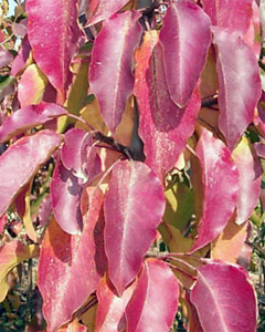 Aristocrat Flowering Pear Tree