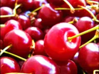 Montmorency Cherry Tree