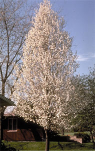 Cleveland Select Flowering Pear Tree