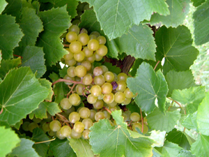 About Blanc du Bois Wine Grape Vine...