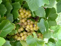 Blanc du Bois Grape Vine