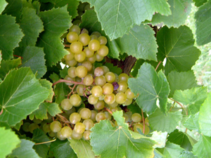 Blanc du Bois Grape Vine