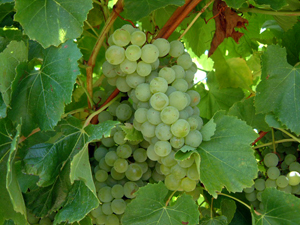 Blanc du Bois Grape Vine