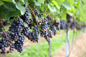 Champanel Grape Vine