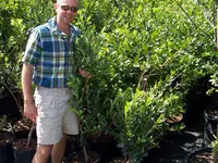 Brightwell Blueberry Plant