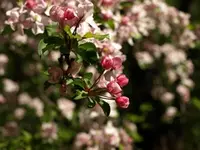 American Crabapple Tree