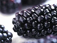 Black Butte Blackberry Plant