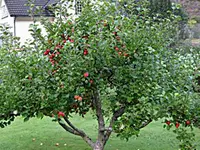 Garden Delicious Apple Dwarf