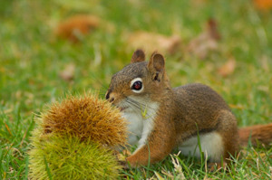 American Chestnut Tree