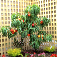 Leprechaun Dwarf Nectarine Tree