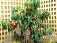 Leprechaun Dwarf Nectarine Tree