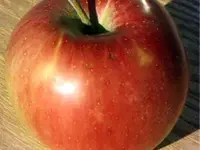 Northern Spy Apple Tree