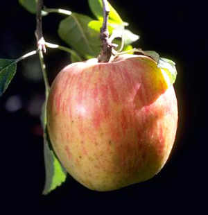 Gala Apple Trees for Sale at Arbor Day's Online Tree Nursery