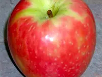 Pink Lady® Apple Tree