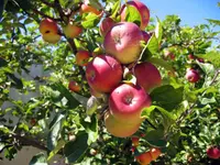 Pink Lady® Apple Tree