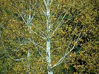 Japanese White Birch