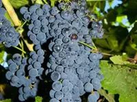 Blueberry Grape